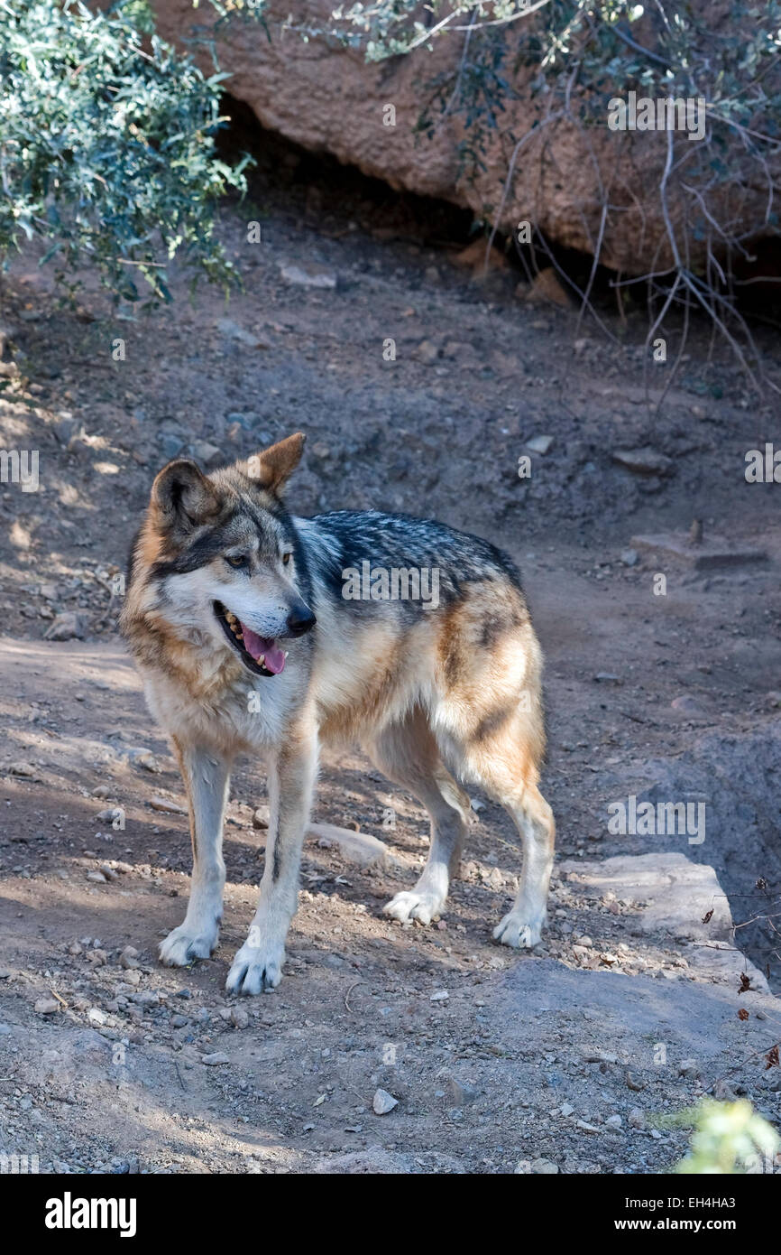 Mexikanischer Wolf (Canis Lupus Baileyi) Stockfoto