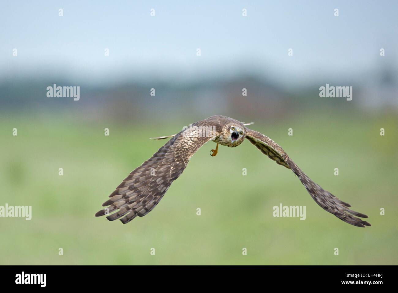 Frankreich, Vendee, Noirmoutier, Montagu Harrier (Circus Pygargus) weiblich Stockfoto