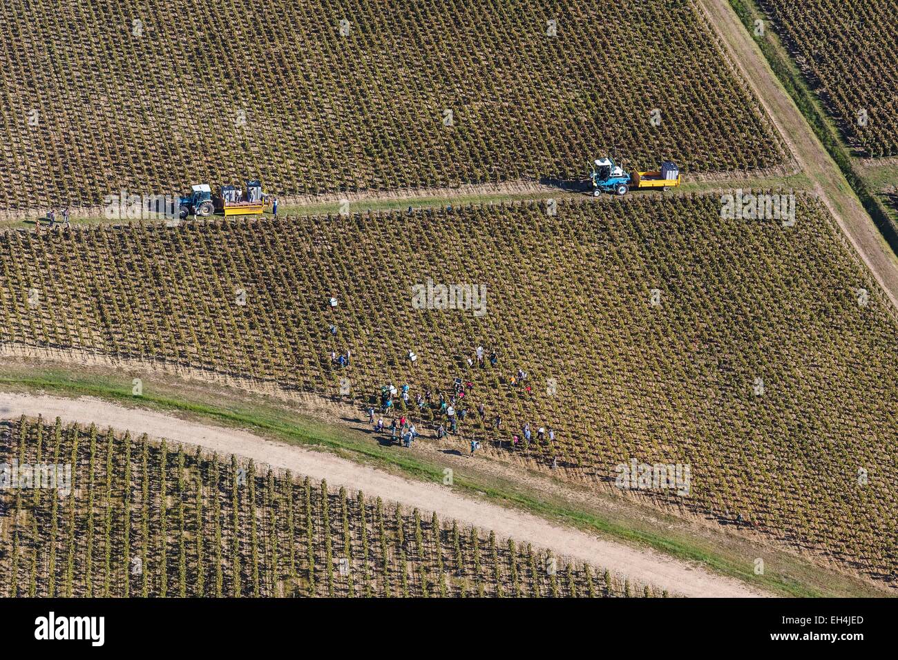 Frankreich, Gironde, Saint Seurin de Cadourne, Trauben ernten in den Weinbergen Haut Medoc (Luftbild) Stockfoto Frankreich, Gironde, Saint Seurin de Cadourne, Trauben ernten in den Weinbergen Haut Medoc (Luftbild) Stockfoto