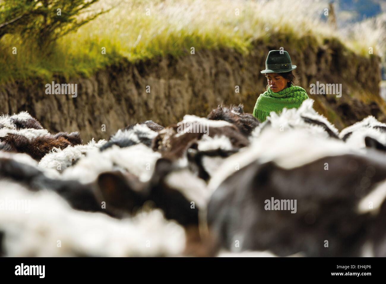 Ecuador, Cotopaxi, Tigua, Herde von Kühen und Lamas Weiden zurück, unter der Leitung von einem Mädchen Schäferin Stockfoto