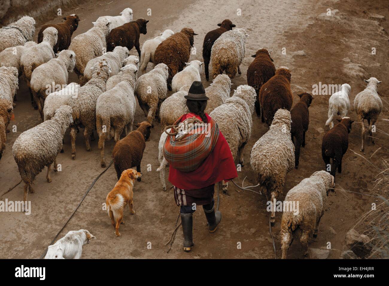 Ecuador, Chimborazo, natürliche Reserve der Chimborazo, Hirten und Schafe grasen wieder Stockfoto