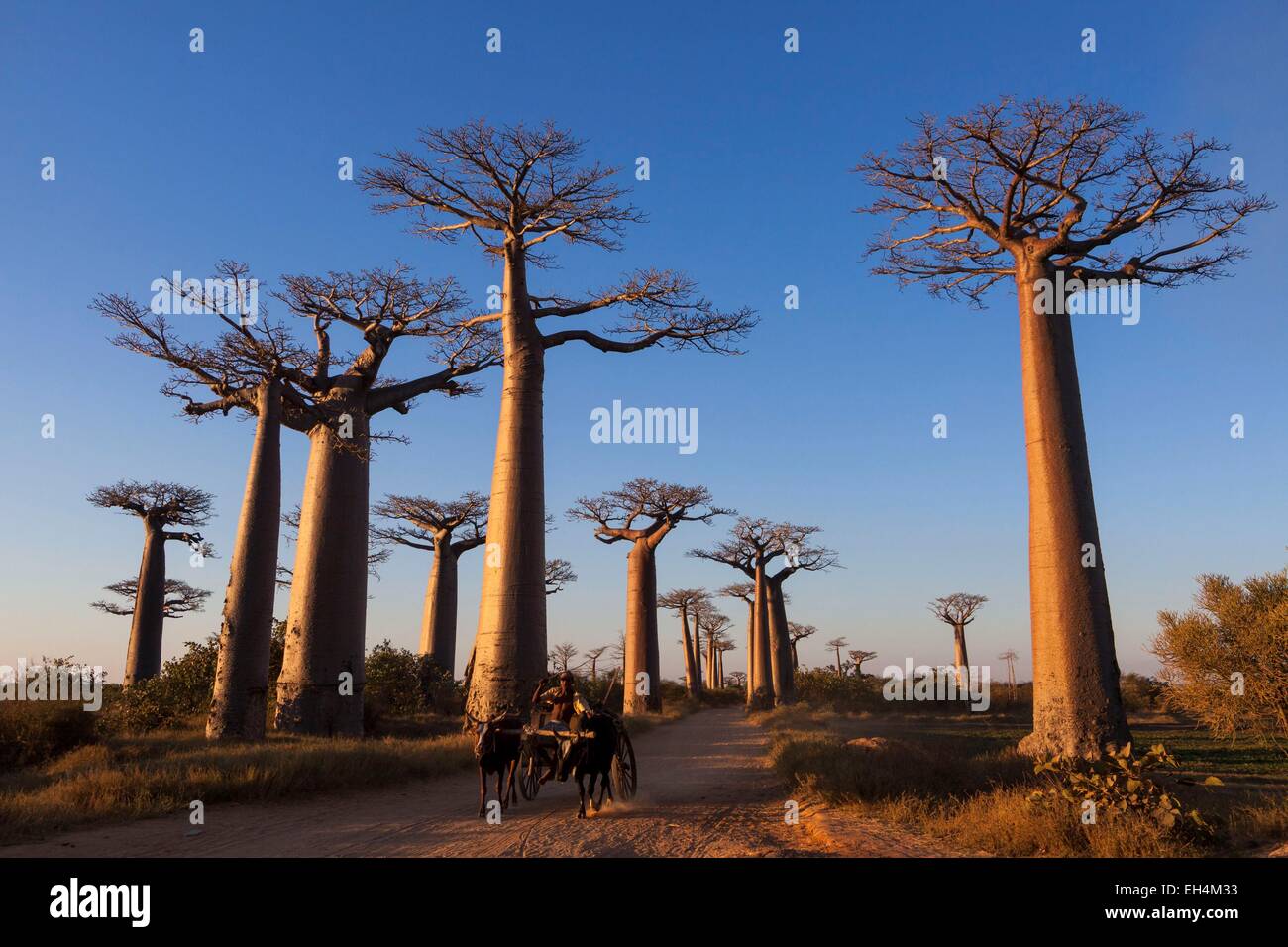 Madagaskar, Menabe Region, Morondava, Zebu Warenkorb in der Allee der Baobabs, Grandidiers Baobabs (Affenbrotbäume Grandidieri) Stockfoto