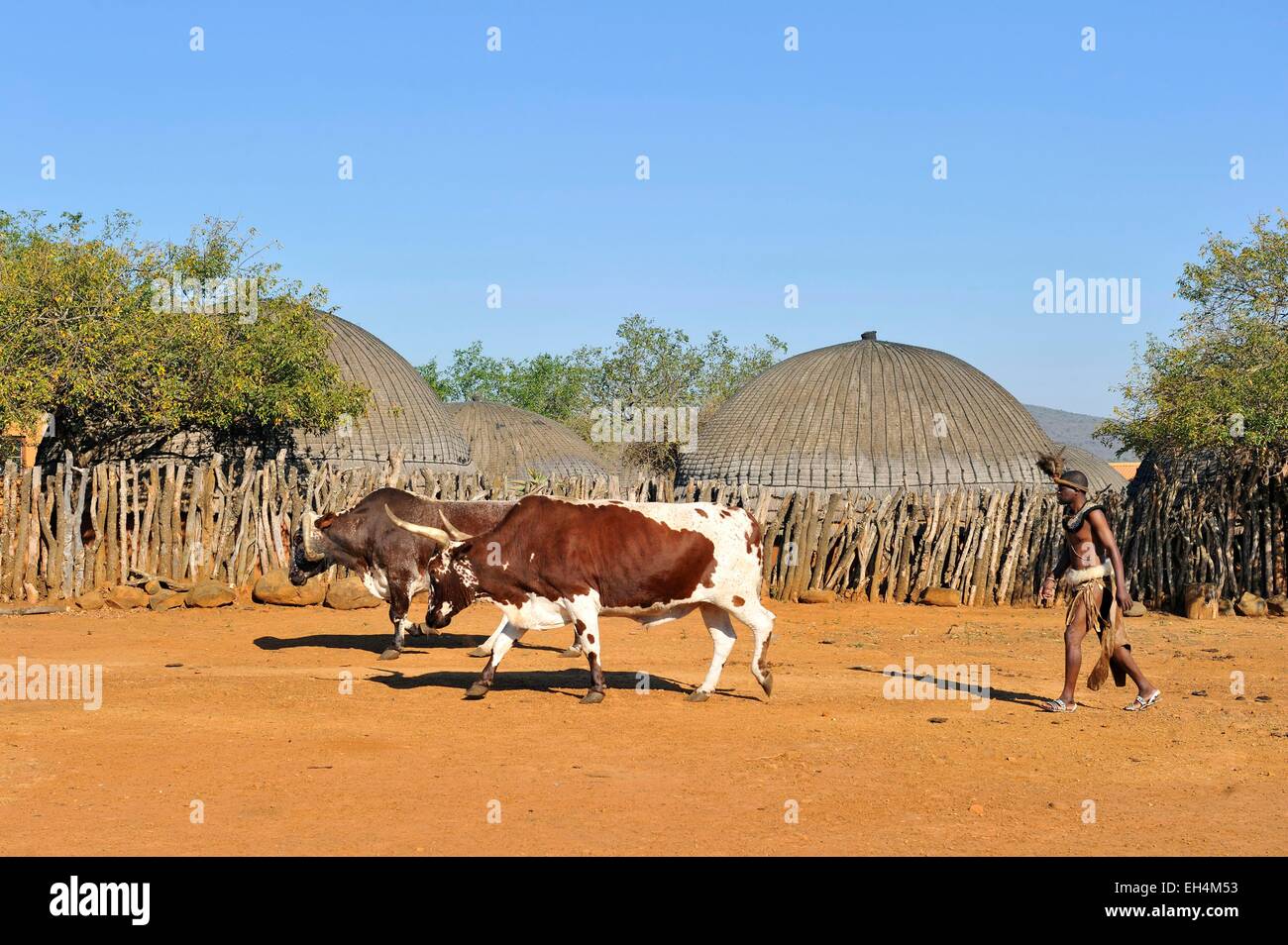 Südafrika, Kwazulu-Natal, Eshowe, Zululand Shakaland Stockfoto