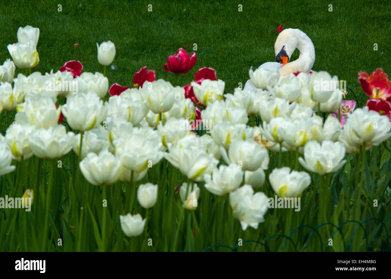 Weiße Swan(Cyqnus olor), Tulpen horizontale Europa Ukraine Kharkov Öko-Park Stockfoto