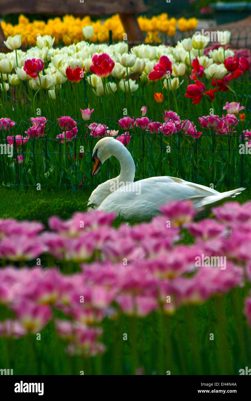 Weiße Swan(Cyqnus olor),tulips(Tulipa) vertical Europe Ukraine Kharkov ecological Park Stockfoto