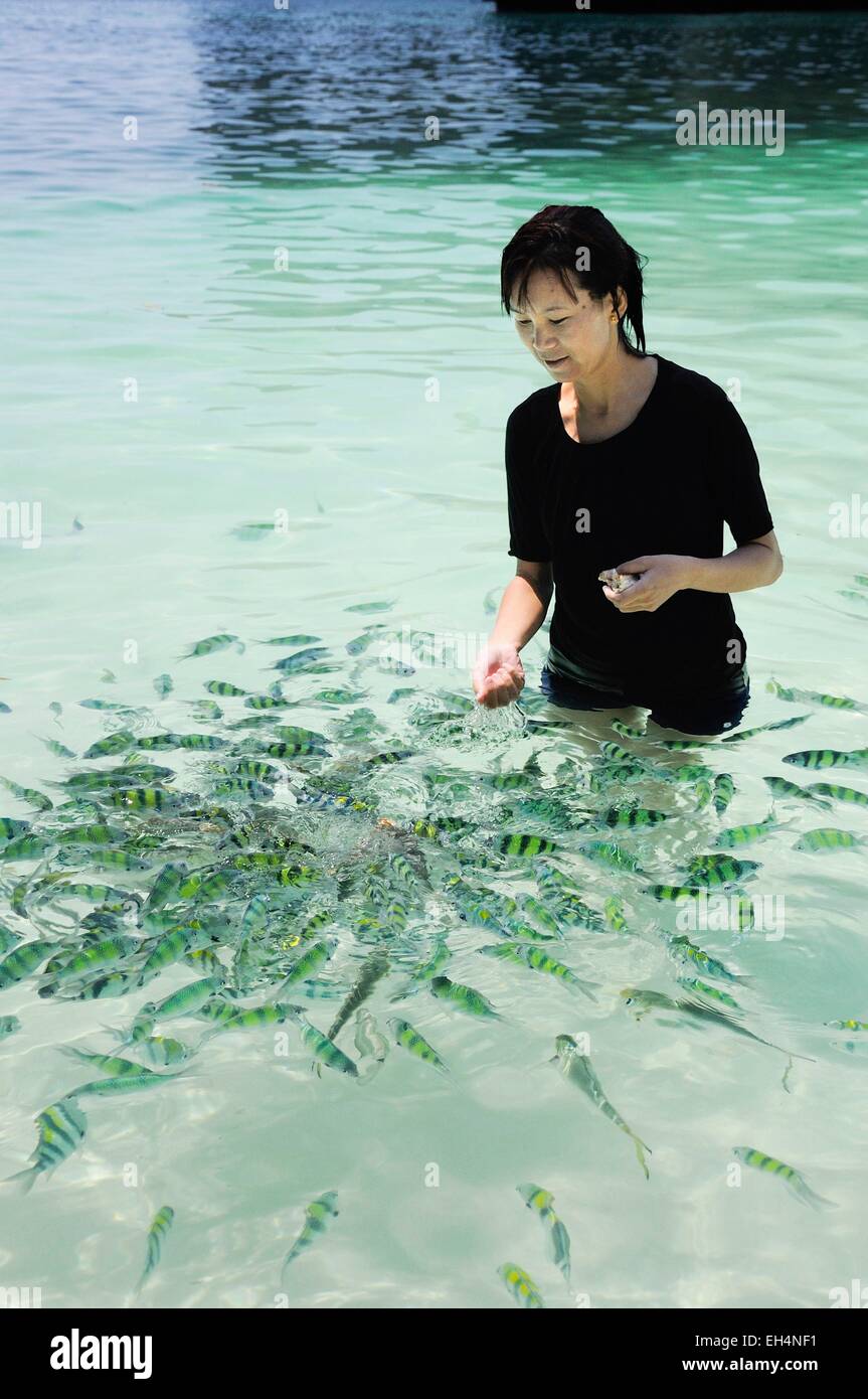 Thailand, Krabi, Hong Island, junge Thai-Frau, Fütterung der Fische im Meer (Model-Release) Stockfoto