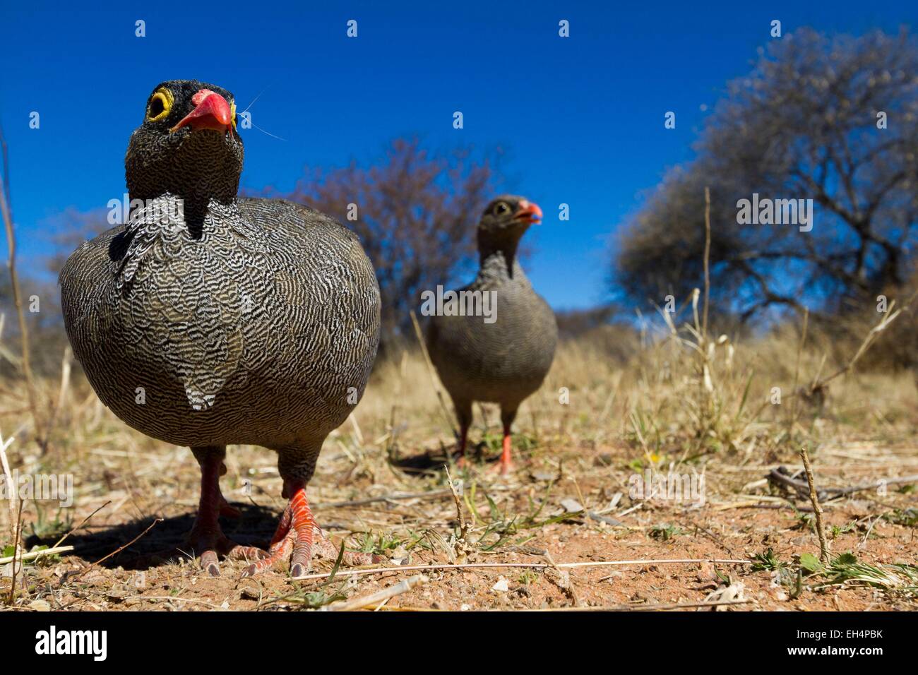 Namibia, Otjozondjupa Region, rote abgerechneten Francolin (Pternistis Adspersus) in der Nähe einer Hütte Stockfoto