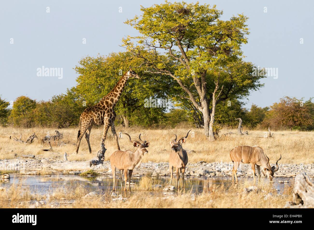 Namibia, Oshikoto Region, Etosha Nationalpark, größere Kudus (Tragelaphus Strepsiceros) und Giraffen (Giraffa Giraffe) am Wasserloch Stockfoto