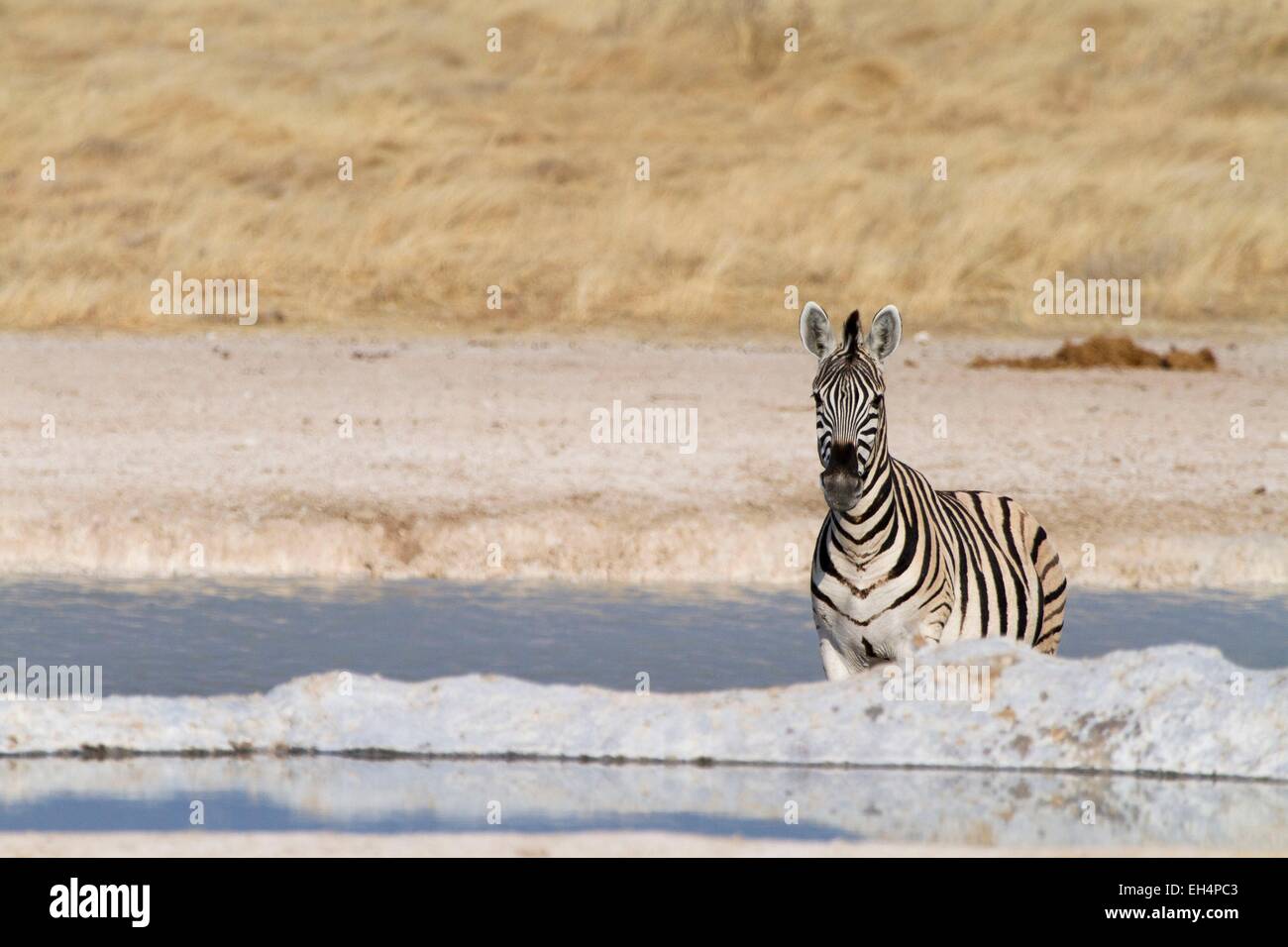 Namibia, Oshikoto Region, Etosha Nationalpark, Burchell Zebra (Equus Burchellii) am Wasserloch Stockfoto