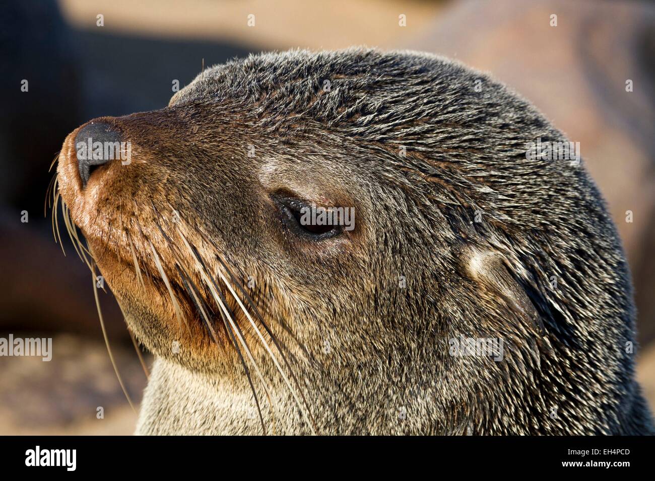 Namibia, Erongo Region, Cape Cross Seal Reserve, Cape Seebär (Arctocephalus percivali) Stockfoto