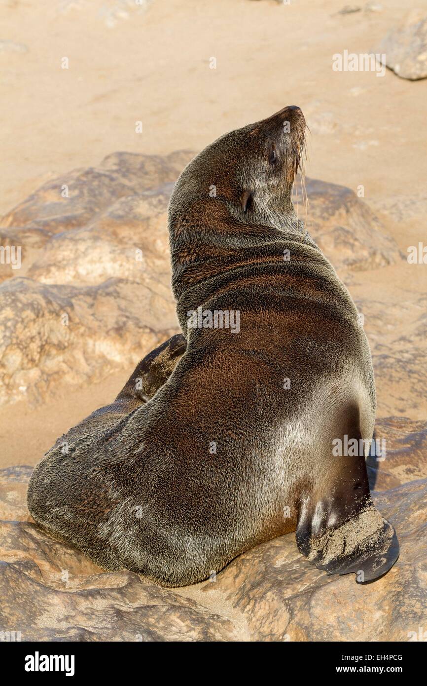 Namibia, Erongo Region, Cape Cross Seal Reserve, Cape Seebär (Arctocephalus percivali) Stockfoto