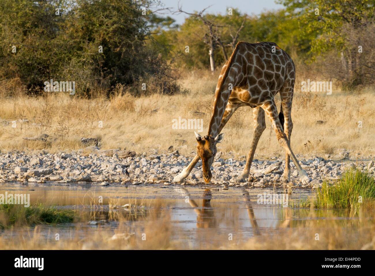 Namibia, Oshikoto Region, Etosha Nationalpark, Giraffe (Giraffa Giraffe) am Wasserloch Stockfoto