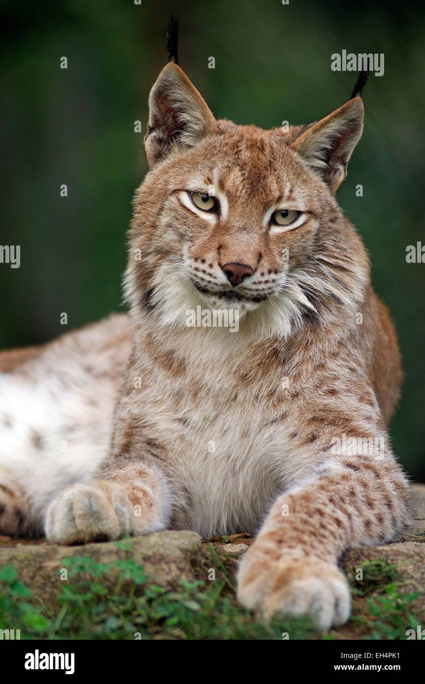 Eurasischer Luchs (Lynx Lynx) Stockfoto