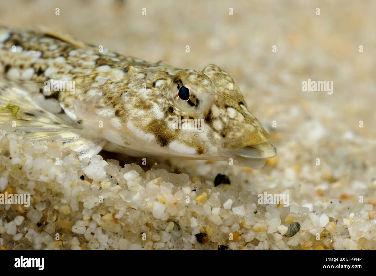 Dragonet - Callionymus lyra Stockfoto