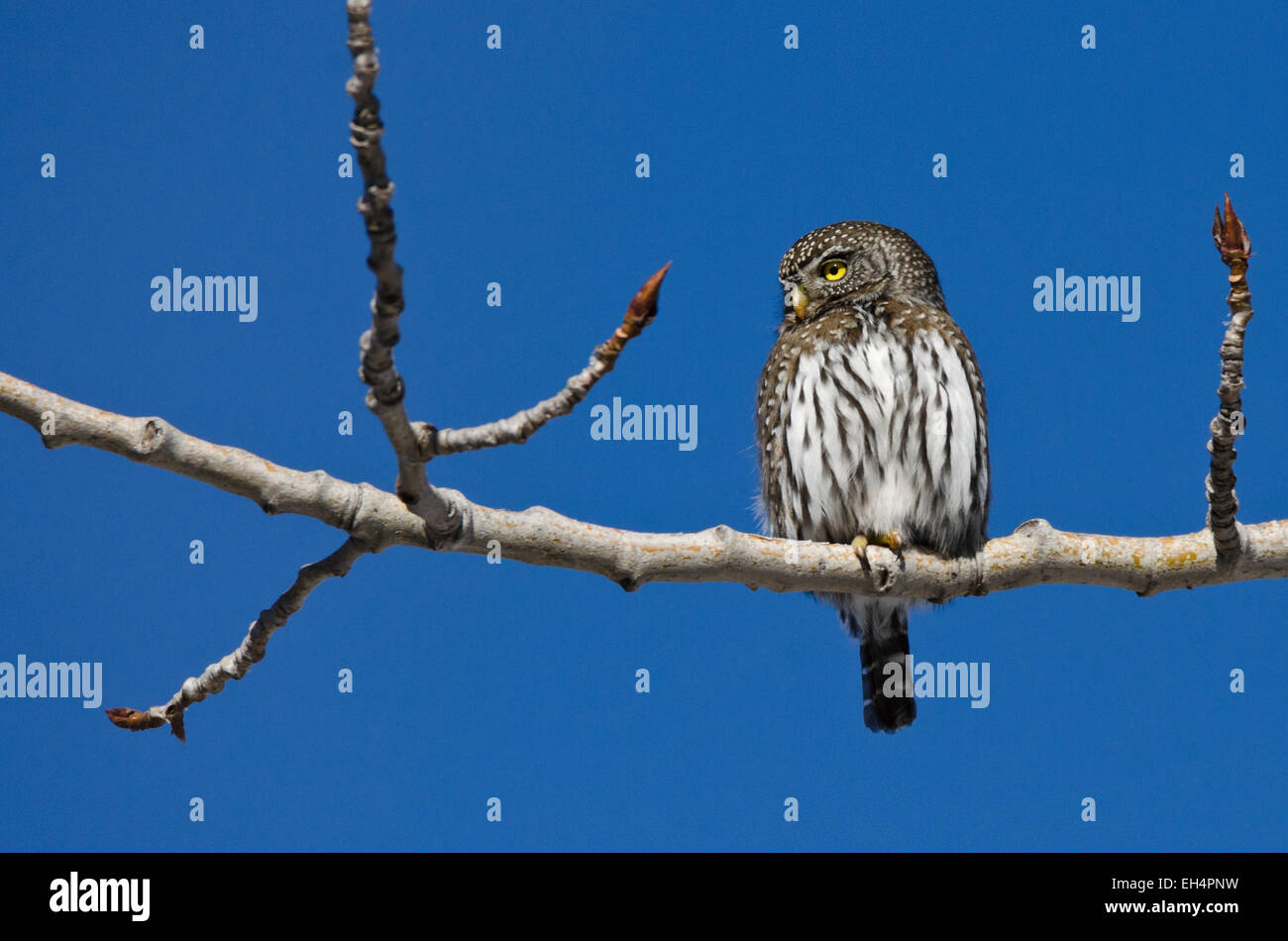 Am nördlichen Pygmy Eule vor blauem Himmel. Stockfoto