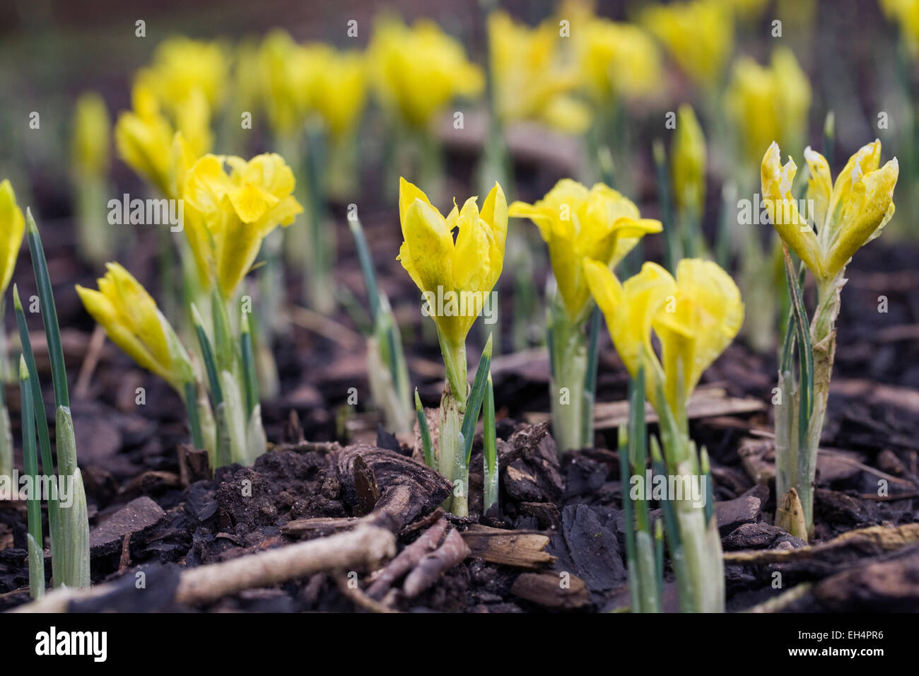 Iris Danfordiae Blütenknospen. Stockfoto