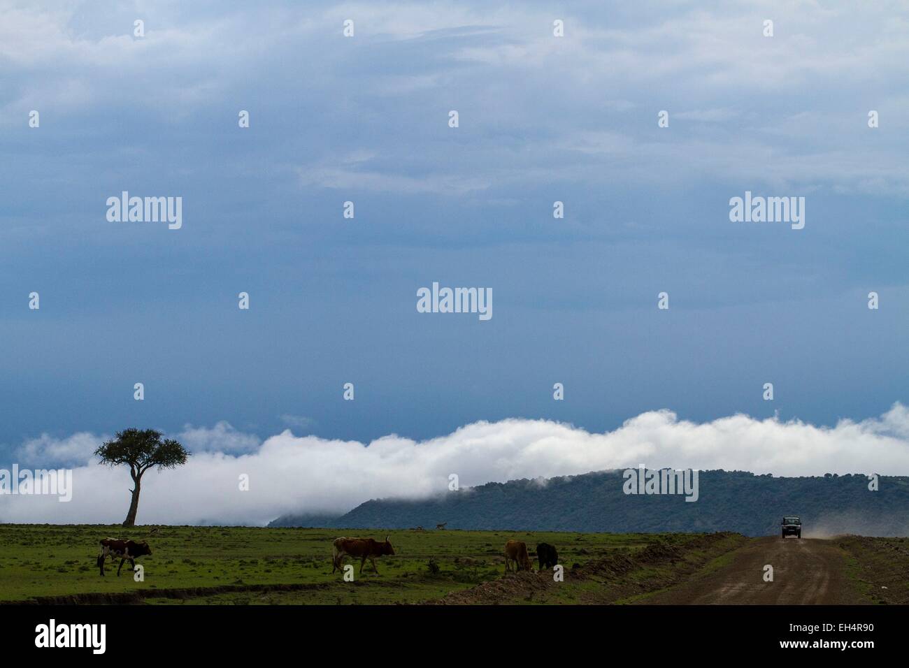 Kenia, Masai Mara Game Reserve, Masai Rinder und Touristen in Aitong Ebenen Stockfoto