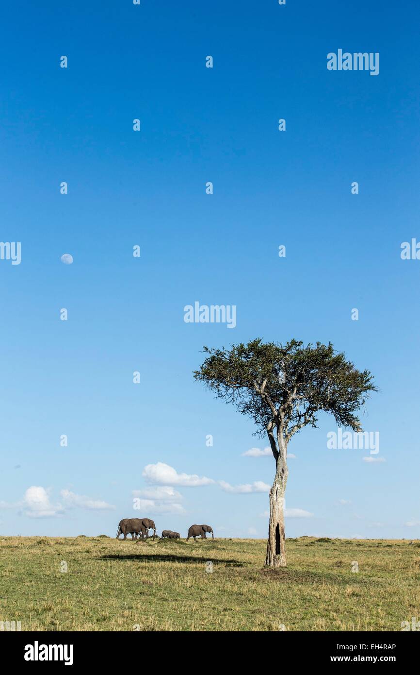 Kenia, Masai Mara Wildreservat, Elefant (Loxodonta Africana) Stockfoto