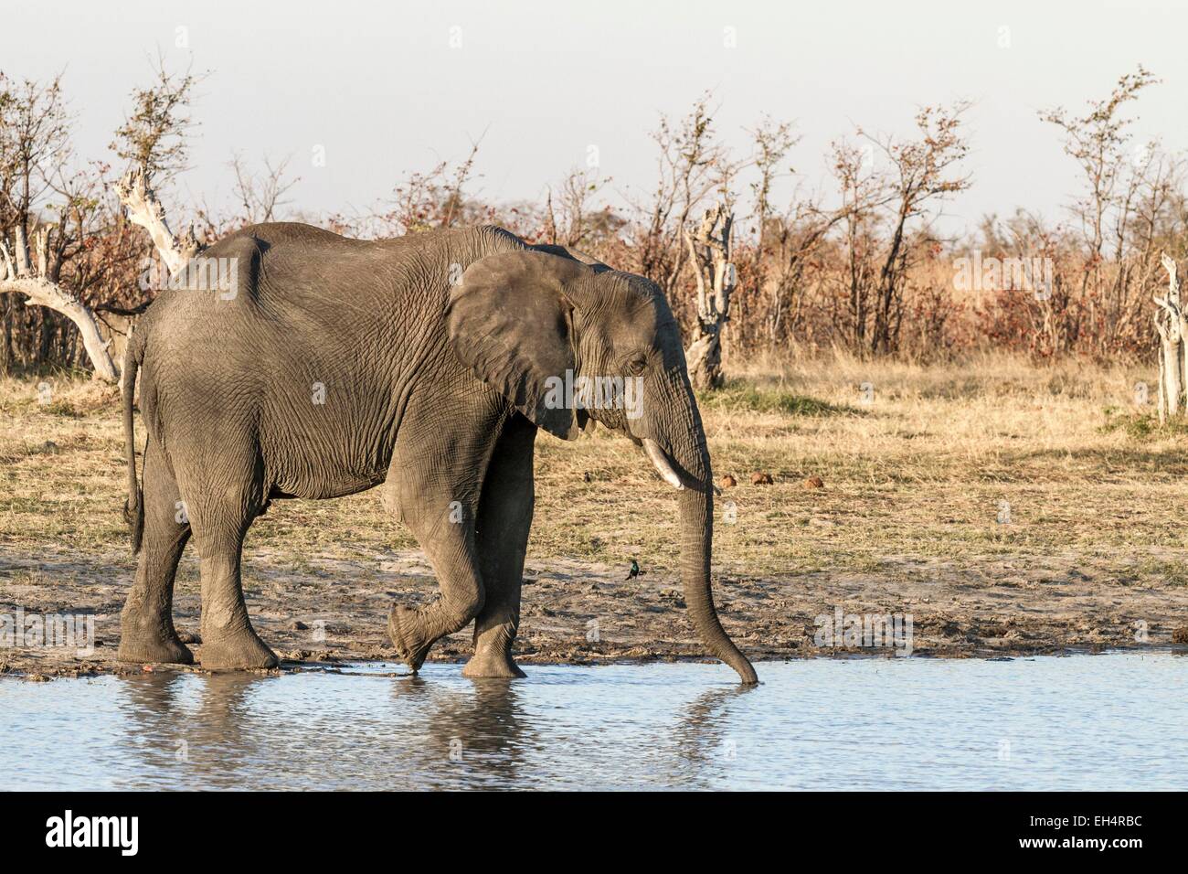 Botswana, Chobe Nationalpark, Savuti Sektor Elefant (Loxodonta Africana), Male am Wasser Stockfoto