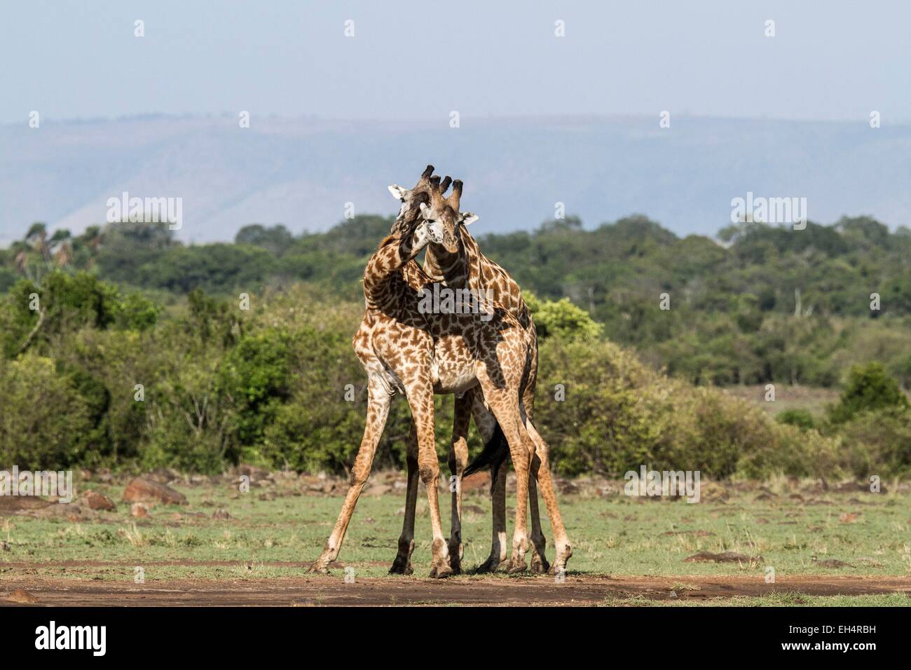 Männchen kämpfen, Giraffen-Masai (Giraffa Plancius), Kenia, Masai Mara Wildreservat Stockfoto