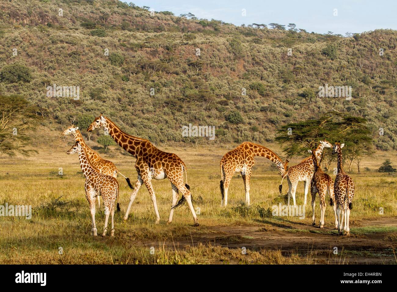 Kenia, Nakuru-Nationalpark, Baringo Giraffe (Giraffa Cameleopardalis), Herde Stockfoto