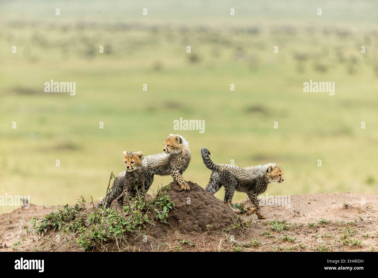 Kenia, Masai Mara Game Reserve, Gepard (Acinonyx Jubatus), 8/9 Wochen alten Welpen Stockfoto