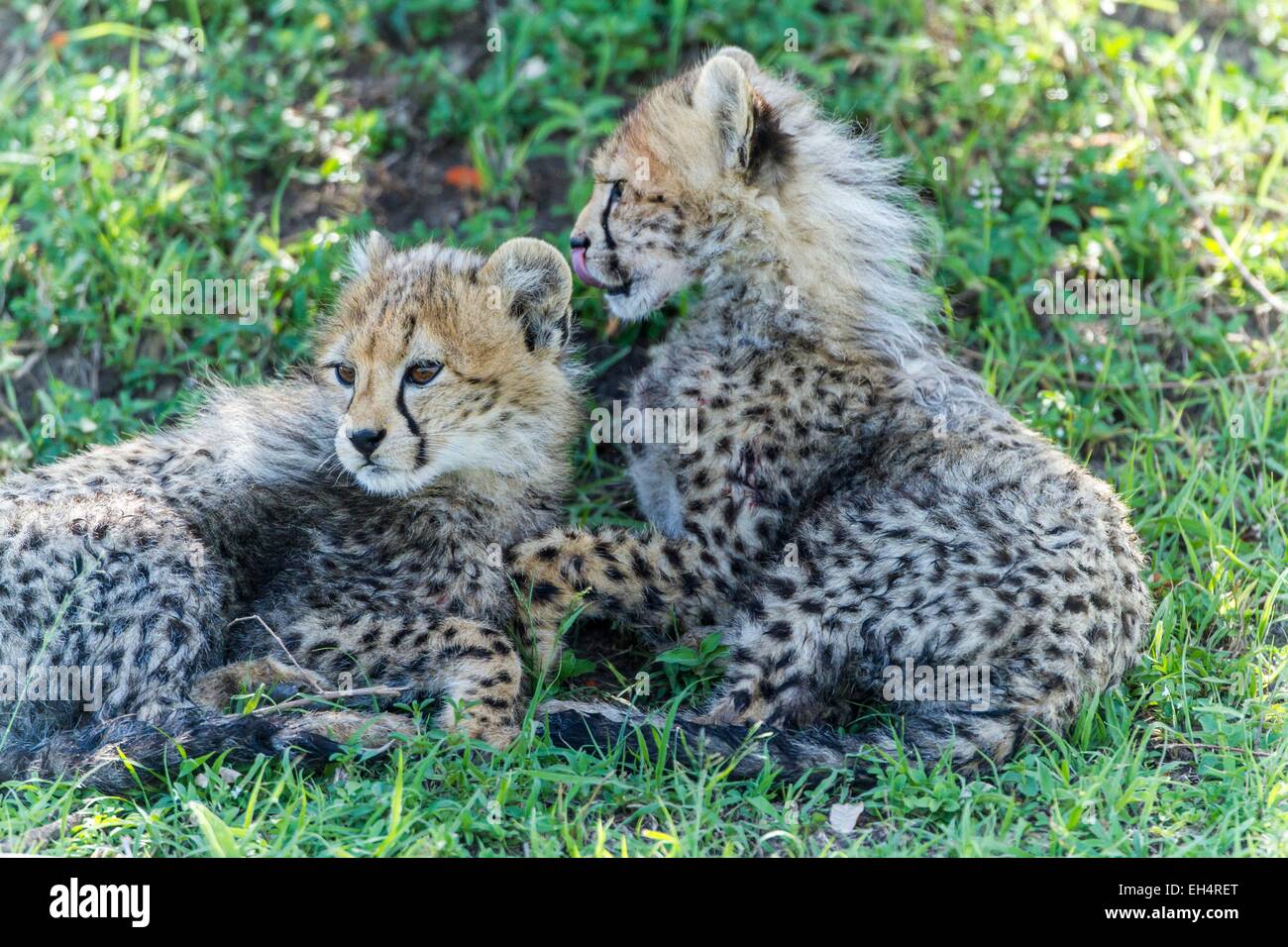 Kenia, Masai Mara game Reserve, Gepard (Acinonyx Jubatus), Welpen 3 Monate alt und die Hälfte Stockfoto