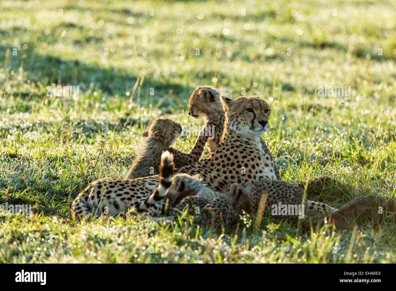 Kenia, Masai Mara game Reserve, Gepard (Acinonyx Jubatus), weibliche und Welpen 4 Monate alt Stockfoto