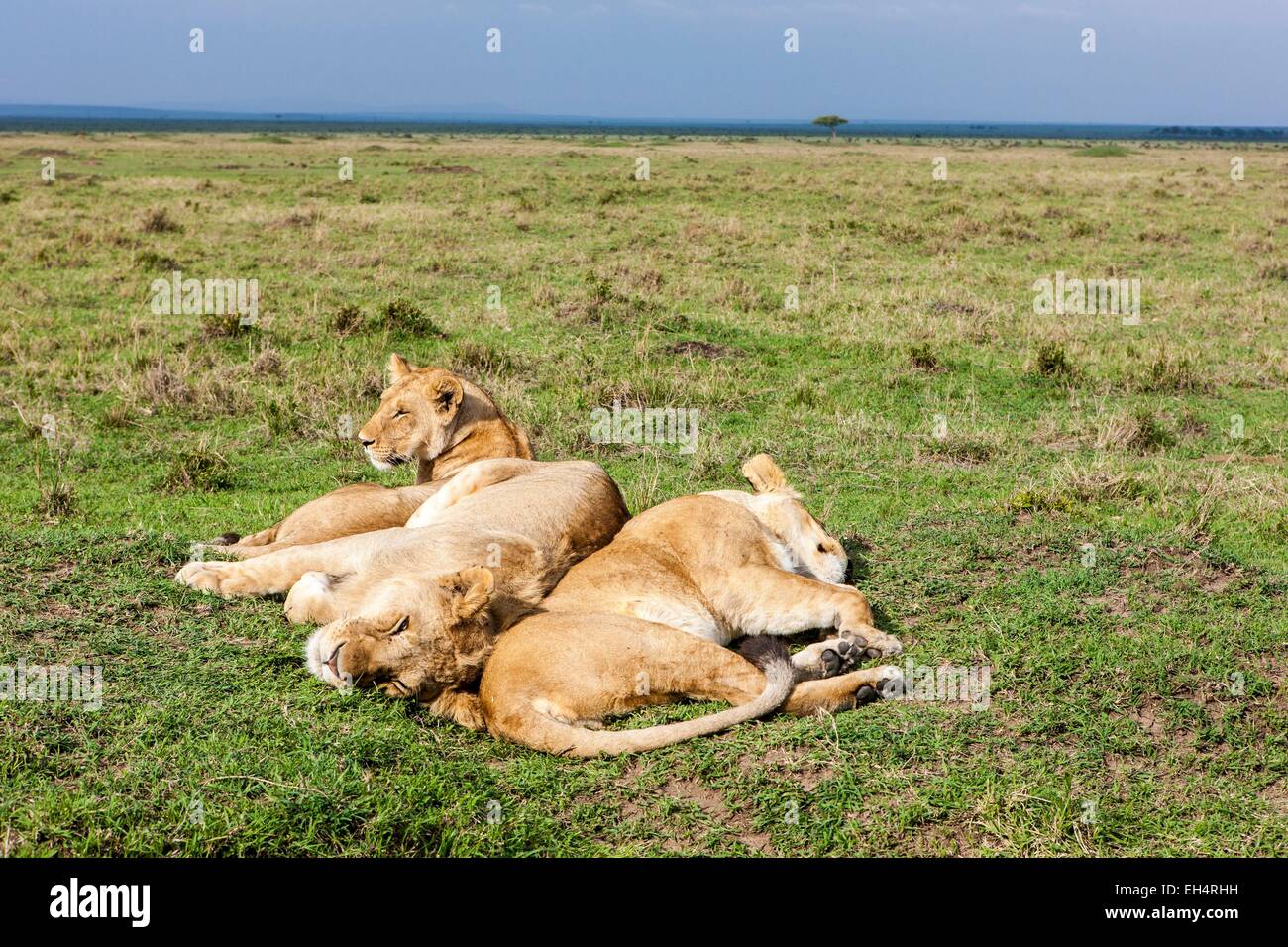 Kenia, Masai Mara Game Reserve, Löwe (Panthera Leo), weibliche und junge ruht in der Mitte der Ebene Stockfoto