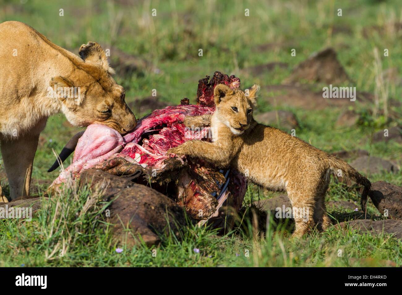 Kenia, Masai Mara Wildreservat, Löwe (Panthera Leo), weibliche und Cub Essen Stockfoto