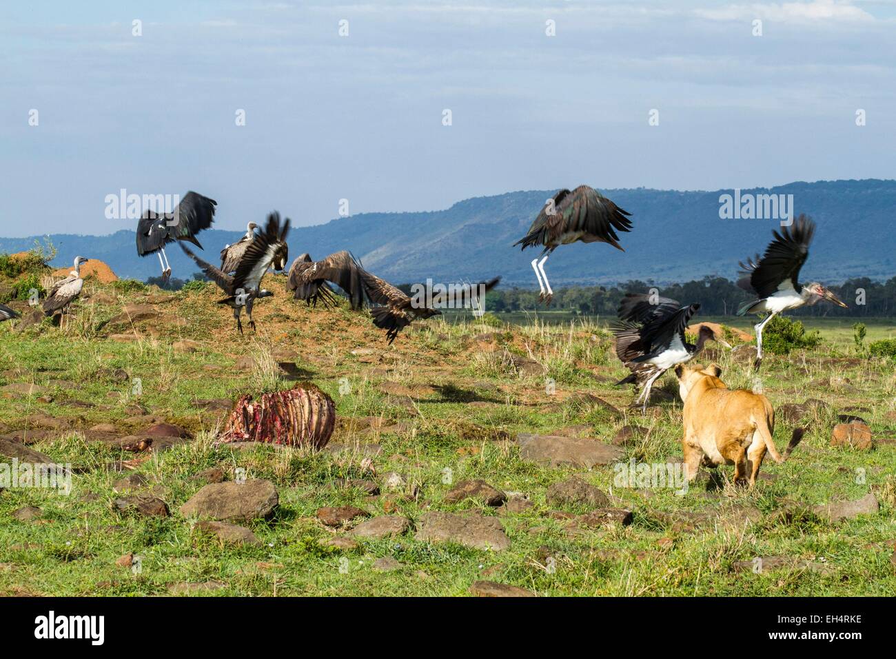 Kenia, Masai Mara Game Reserve, Löwe (Panthera Leo), Frau Geier und Marabu Störche zu jagen Stockfoto