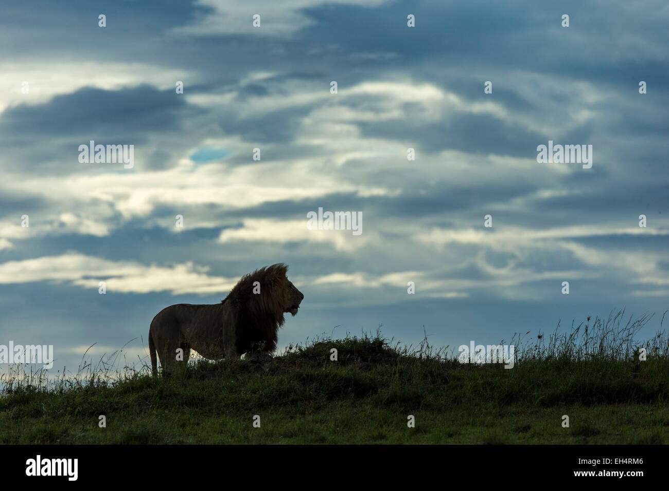 Kenia, Masai Mara Wildreservat, Löwe (Panthera Leo), Mann Stockfoto