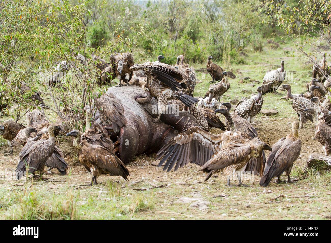 Kenia, Masai Mara Wildreservat, weiße Geier (abgeschottet Africanus) und Rueppells Griffon (abgeschottet Rueppellii), auf ein Aas gesichert Stockfoto