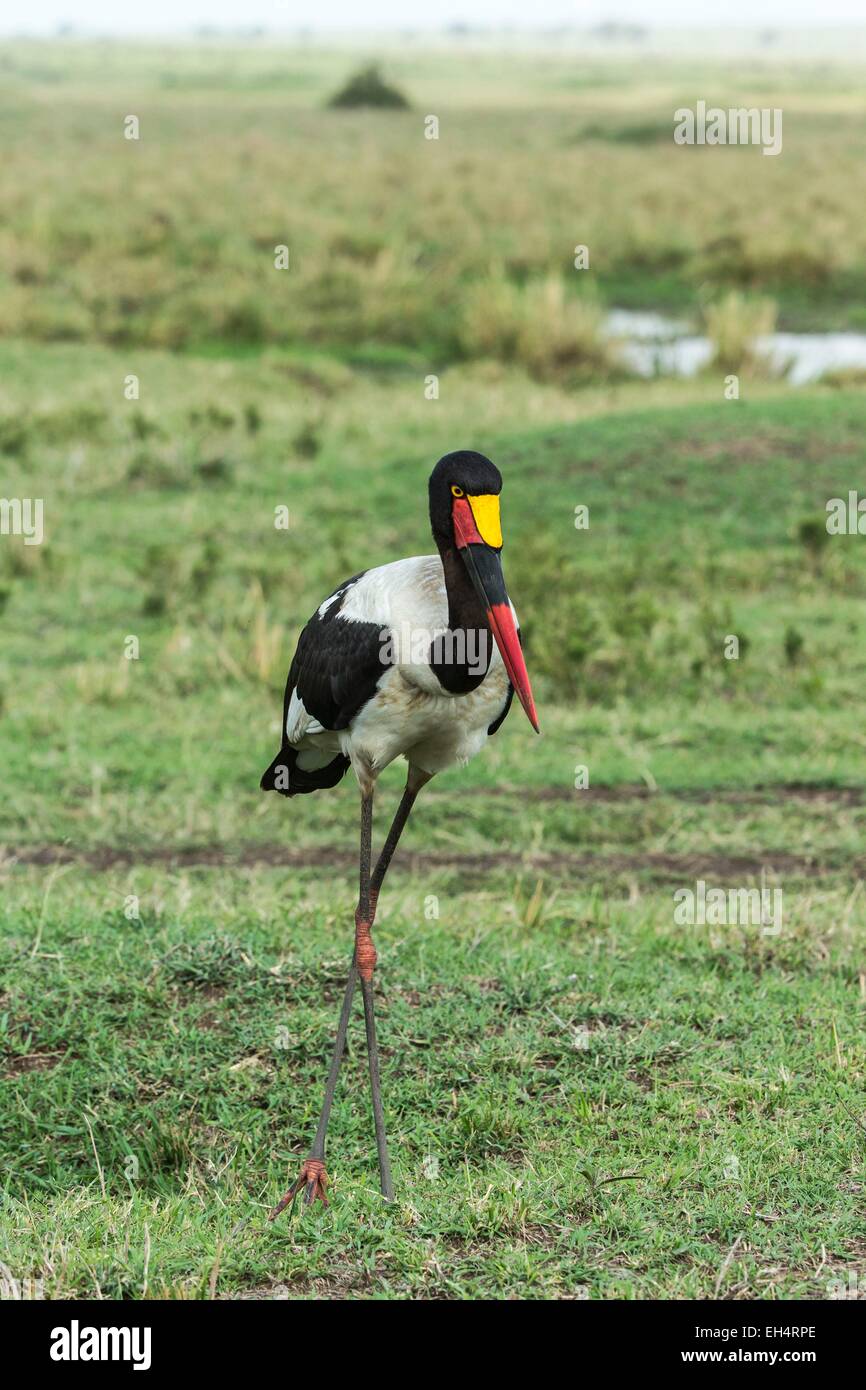 Kenia, Masai Mara Game Reserve, Sattel in Rechnung Storch (Ephippiorynchus Senegalensis), fema Stockfoto