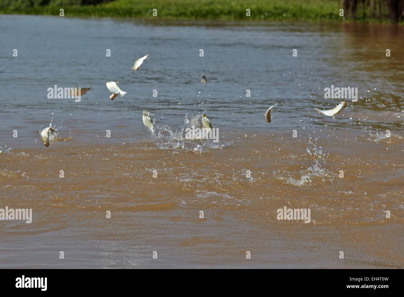 Mato Grosso, Brasilien Pantanal-Region, Fluss Cuiaba, schwarzer Kanal, Fische springen aus dem Wasser verdrängt durch große unten Stockfoto