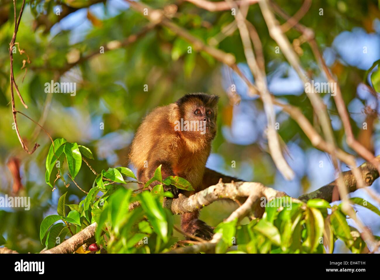 Mato Grosso, Brasilien Pantanal-Region, schwarz-capped, braun oder büschelige Capuchin (Cebus Apella), auf der Suche nach Nahrung Stockfoto