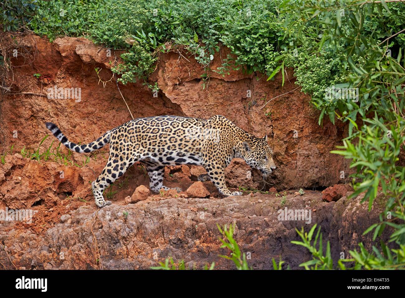 Mato Grosso, Brasilien Pantanal-Region, Jaguar (Panthera Onca), zu Fuß Stockfoto