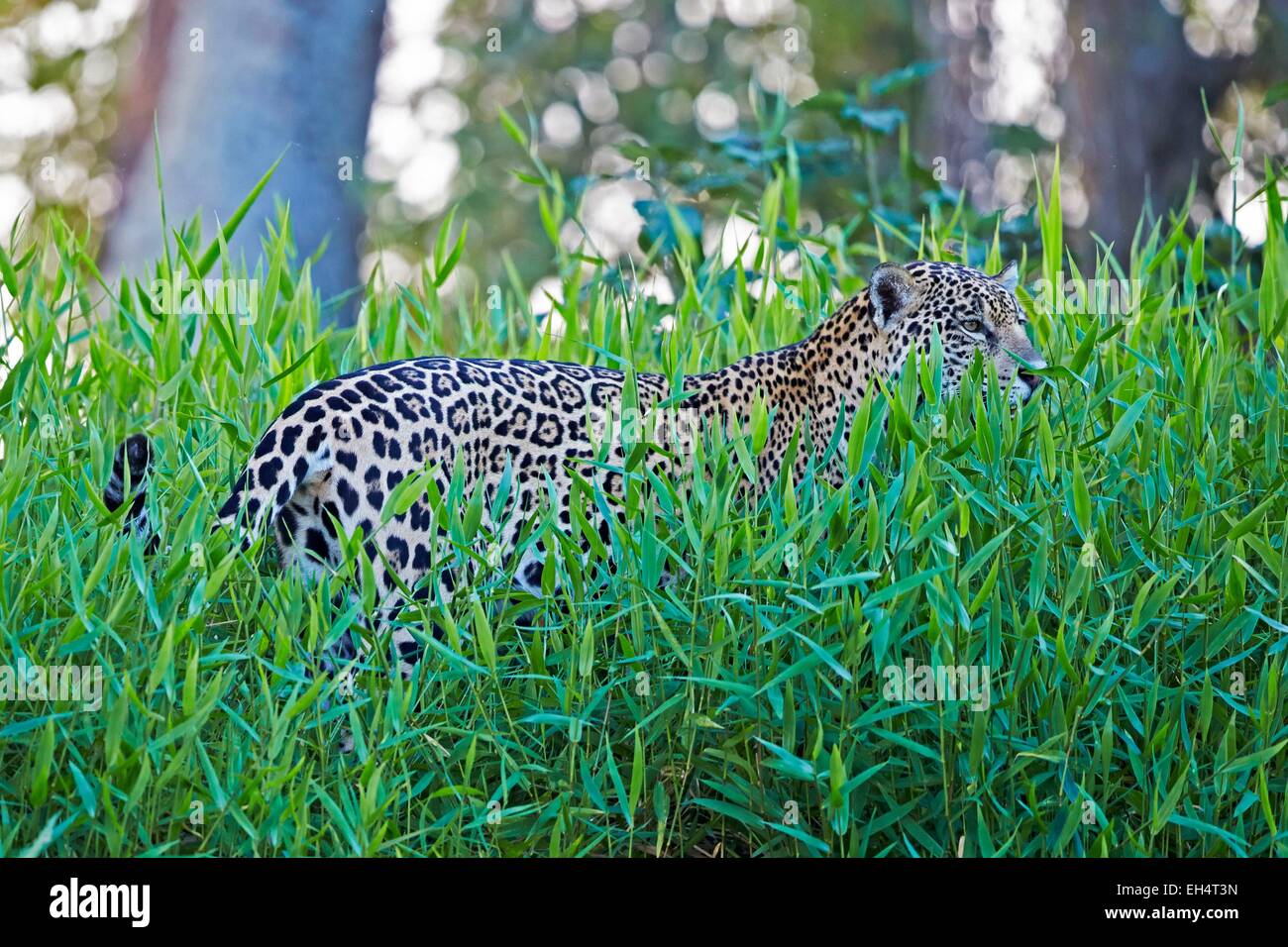 Mato Grosso, Brasilien Pantanal-Region, Jaguar (Panthera Onca), zu Fuß Stockfoto