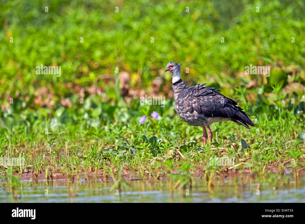 Brasilien, Mato Grosso, Pantanal-Region, südlichen Screamer (Chauna Torquata) Stockfoto