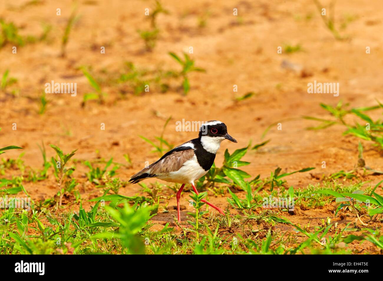 Mato Grosso, Brasilien Pantanal-Region, Pied Regenpfeifer (Vanellus Cayanus), auch bekannt als die Pied Kiebitz, Stockfoto