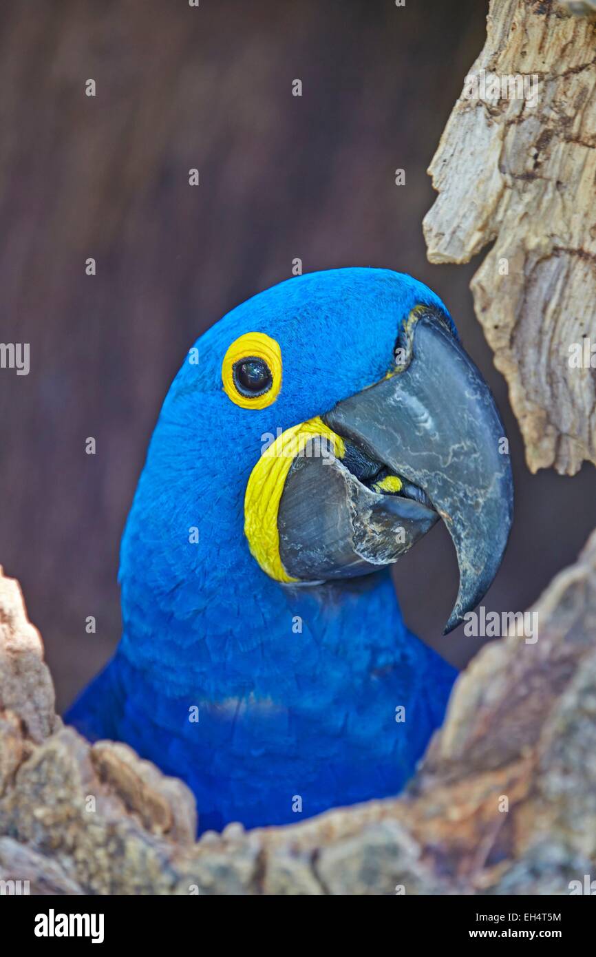 Brasilien, Mato Grosso, Pantanal-Region, Hyazinth-Ara (Anodorhynchus Hyacinthinus), am Eingang der Höhle, wo sie nisten, Erwachsene Stockfoto