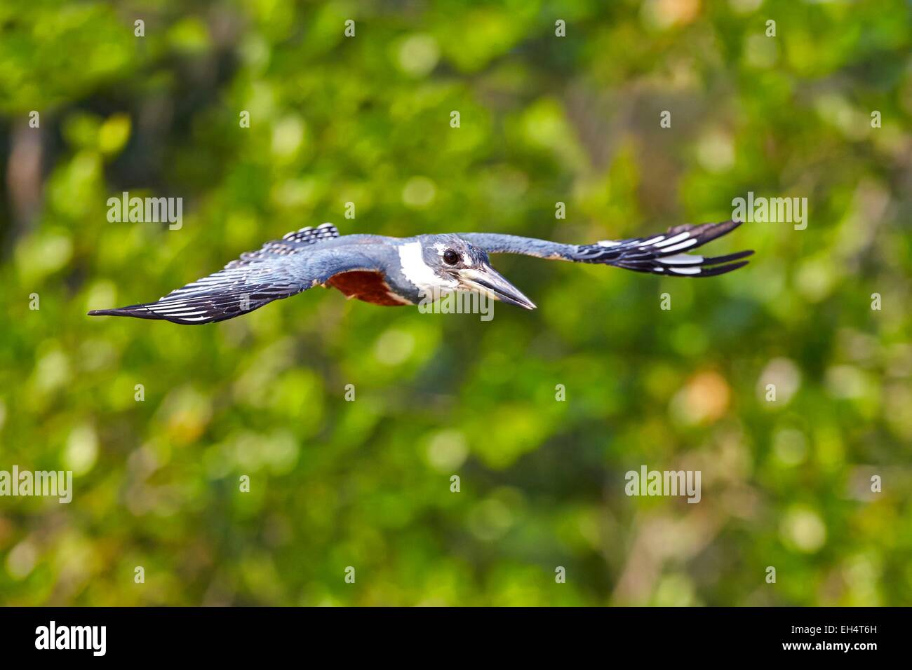 Brasilien, Mato Grosso, Pantanal-Region, beringt Kingfisher (Megaceryle Torquata) Stockfoto