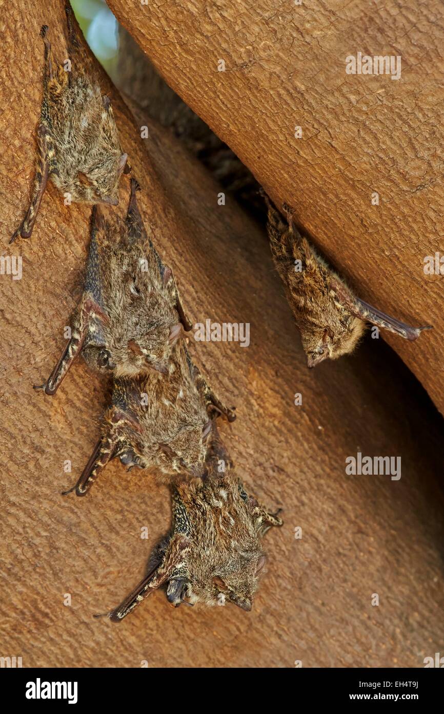 Mato Grosso, Brasilien Pantanal-Region, Langnasen-Fledermaus (Rhynchonycteris Naso), Gruppe ruhen während des Tages Stockfoto