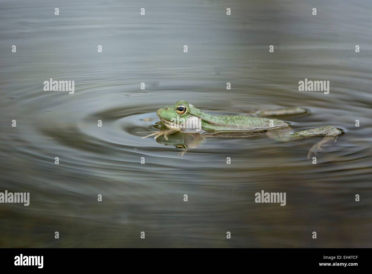 Frankreich, Vendee, Notre Dame de Monts, Green Frog (Pelophylax Esculentus) Stockfoto