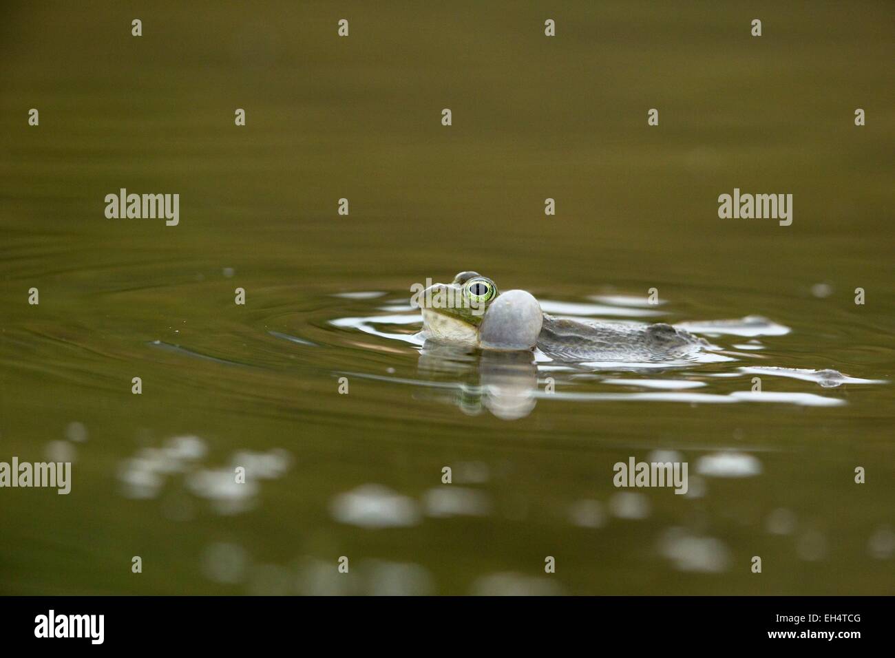 Frankreich, Vendee, Notre Dame de Monts, Green Frog (Pelophylax Esculentus) Stockfoto