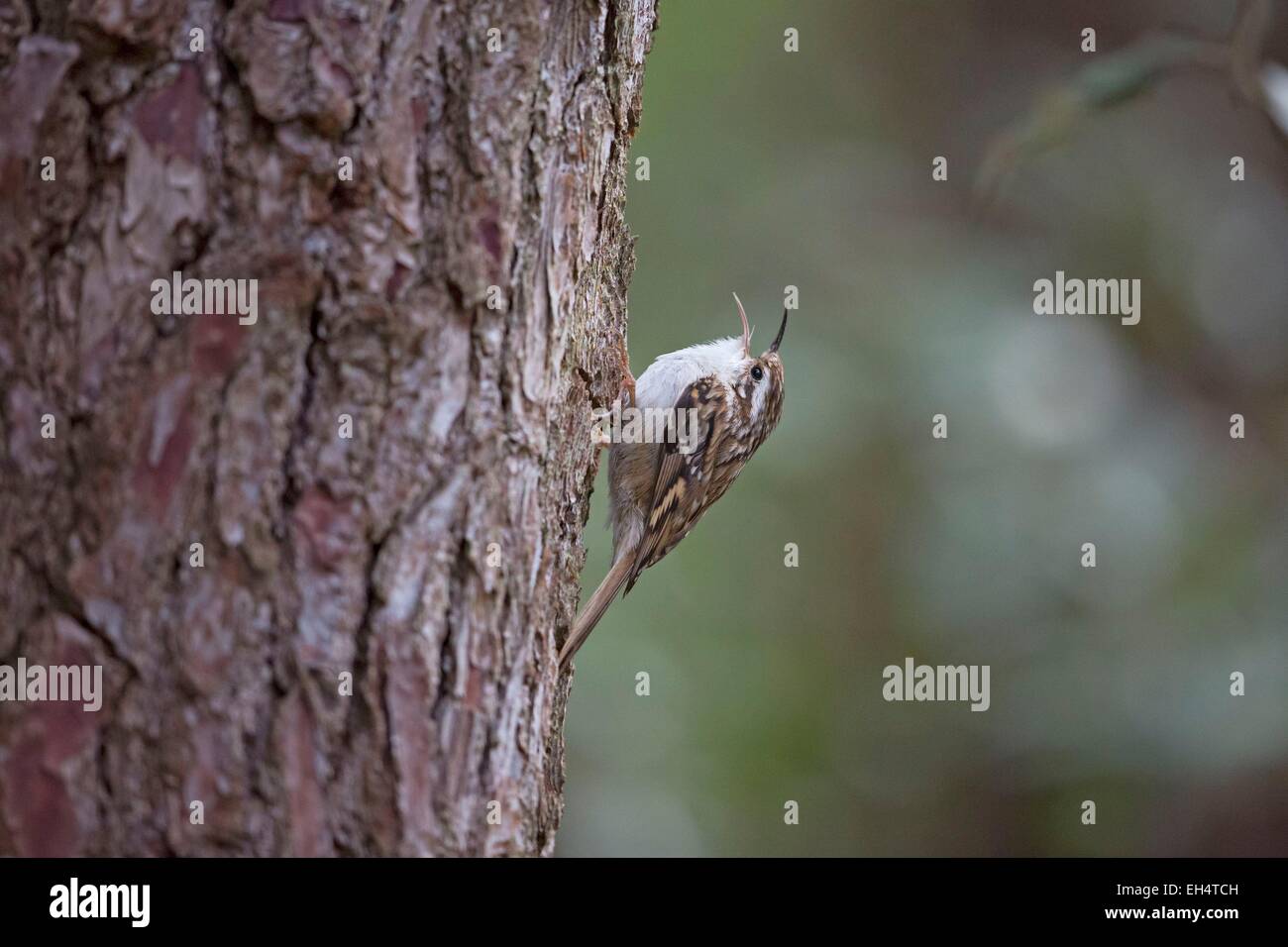 Frankreich, Vendee, Notre Dame de Monts, Schlangenadler Waldbaumläufer (Certhia Brachydactyla) Stockfoto