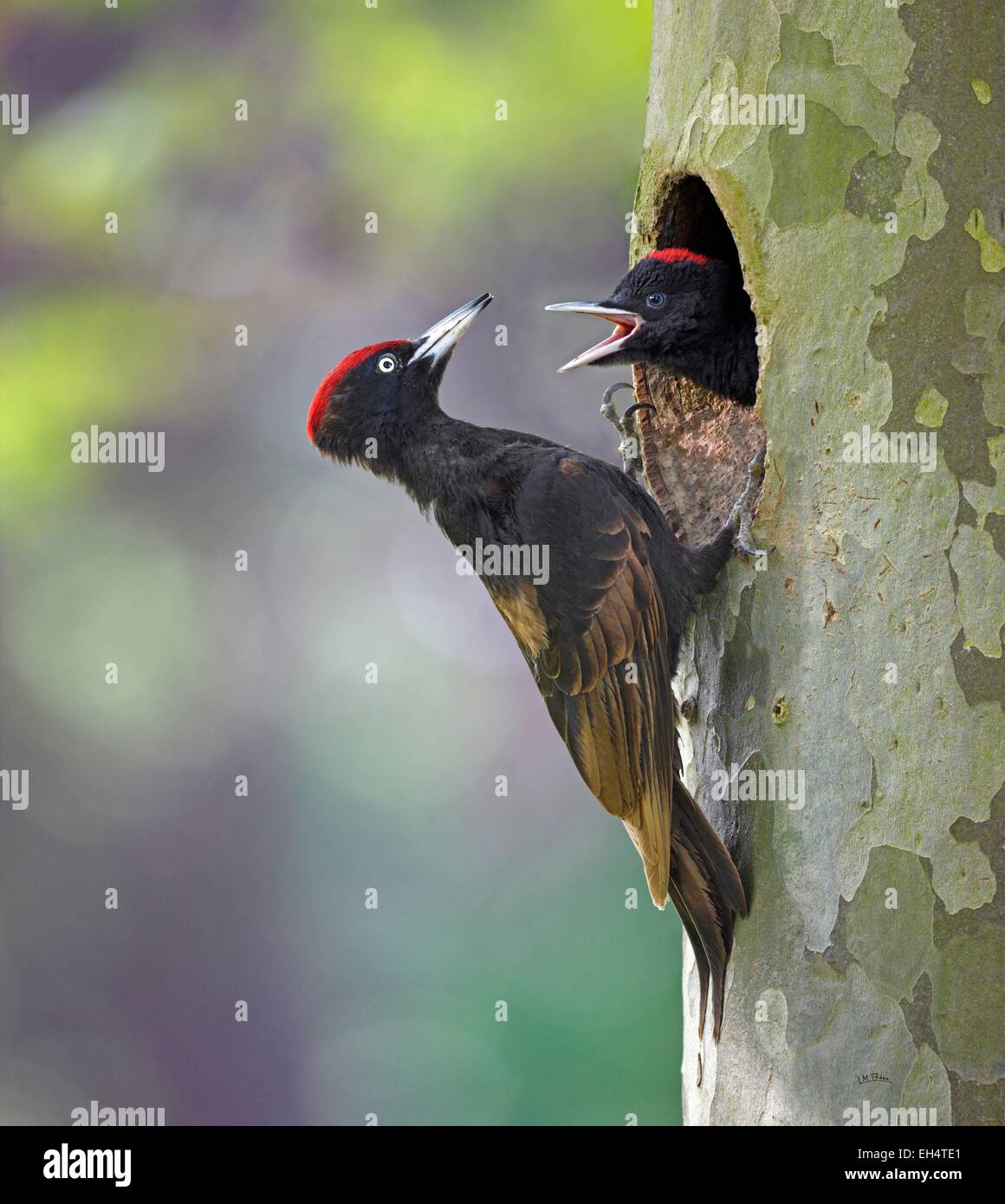 Frankreich, Maine et Loire, Schwarzspecht, (Dryocopus Martius) Stockfoto