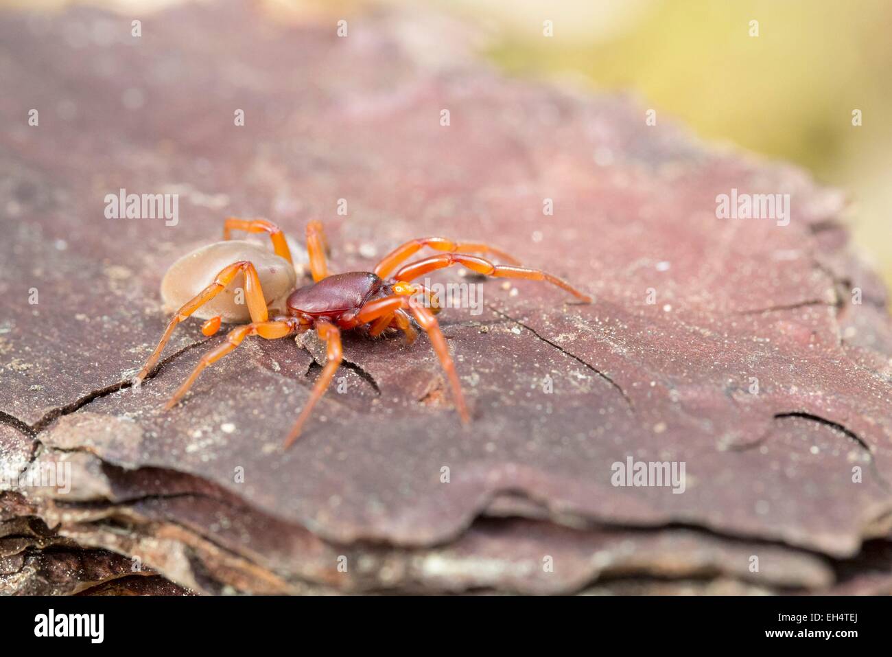 Frankreich, Vendee, Spinne, Dysdera (Assel Spinne) Stockfoto