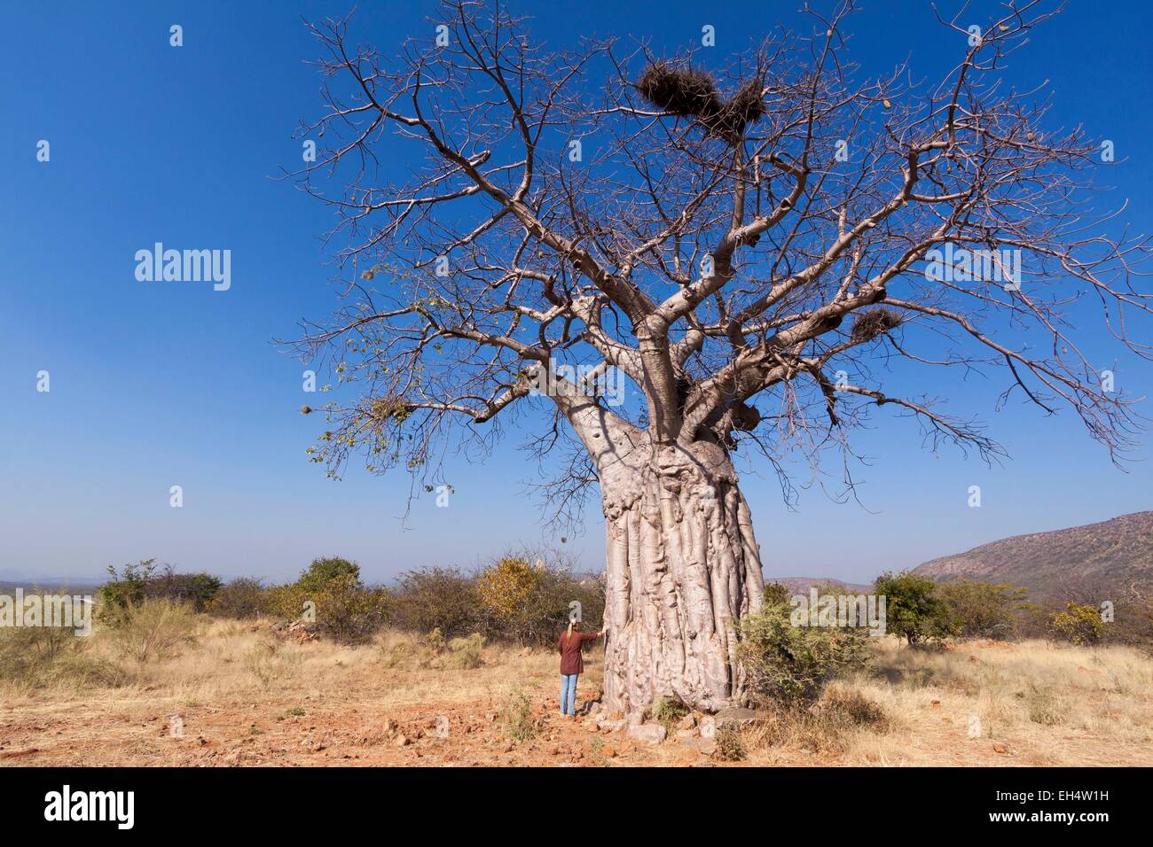 Namibia, Kunene-Region, Kaokoland, Baobab auf der Straße zwischen Opuwo und Epupa Stockfoto
