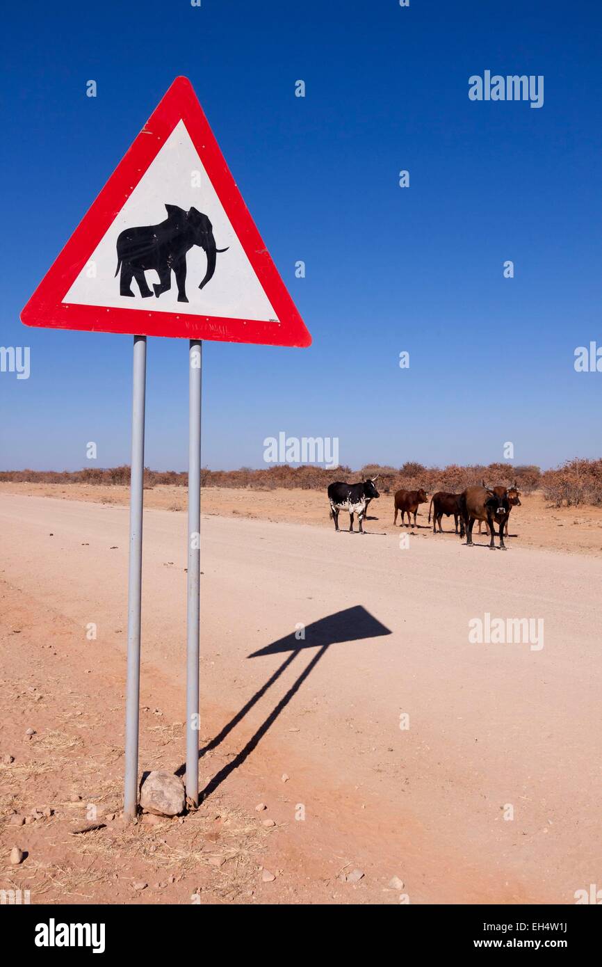 Namibia, Kunene-Region, Kühe in der Nähe eines Roadsign auf das Vorhandensein von Elefanten auf der Straße zwischen Opuwo und Sesfontein Stockfoto